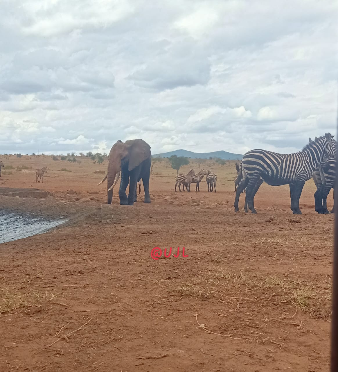 Tsavo game drive safari experience